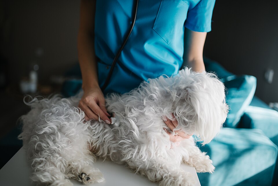 Veterinario examinando a un perro con estetoscopio